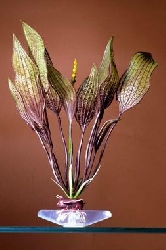 Растение Увирандра зелено-красная, 27.94 см P7L