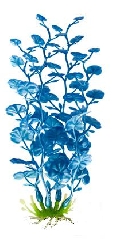 Растение перламутровое Кардамин синий,  P15LBL