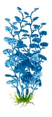 Растение перламутровое Кардамин синий,  P15LBL